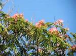 Will Mimosa Trees Grow in Texas?