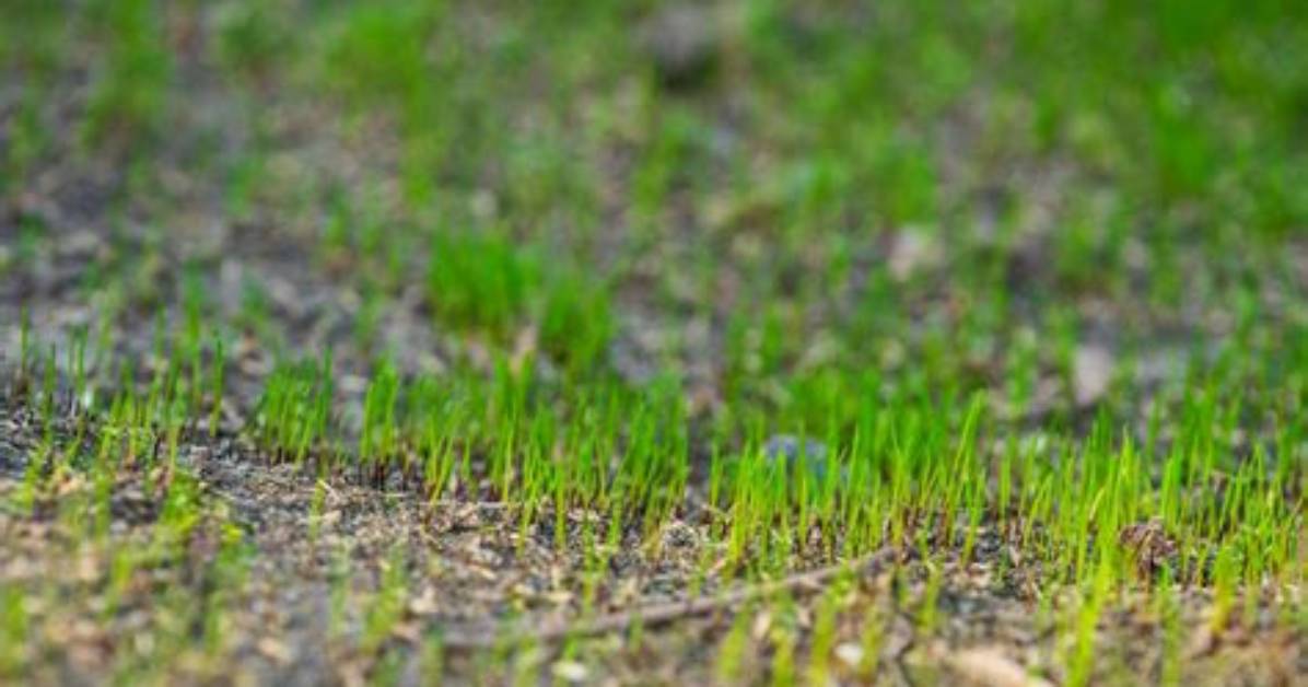 Will Newly Planted Grass Survive Winter?