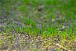 Will Newly Planted Grass Survive Winter?