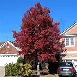 Will Red Maples Grow in Houston?