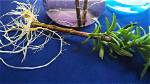 Will Rosemary Cuttings Grow Roots in Water?