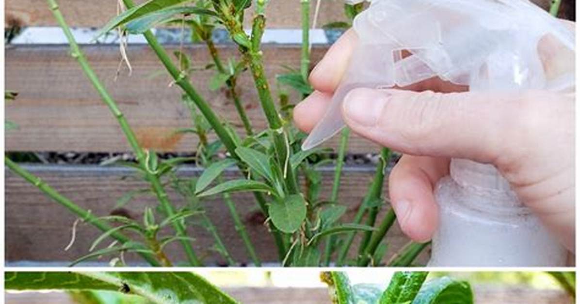Will Soapy Water Spray Kill Aphids?