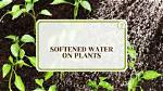 Will Softened Water Hurt My Plants?